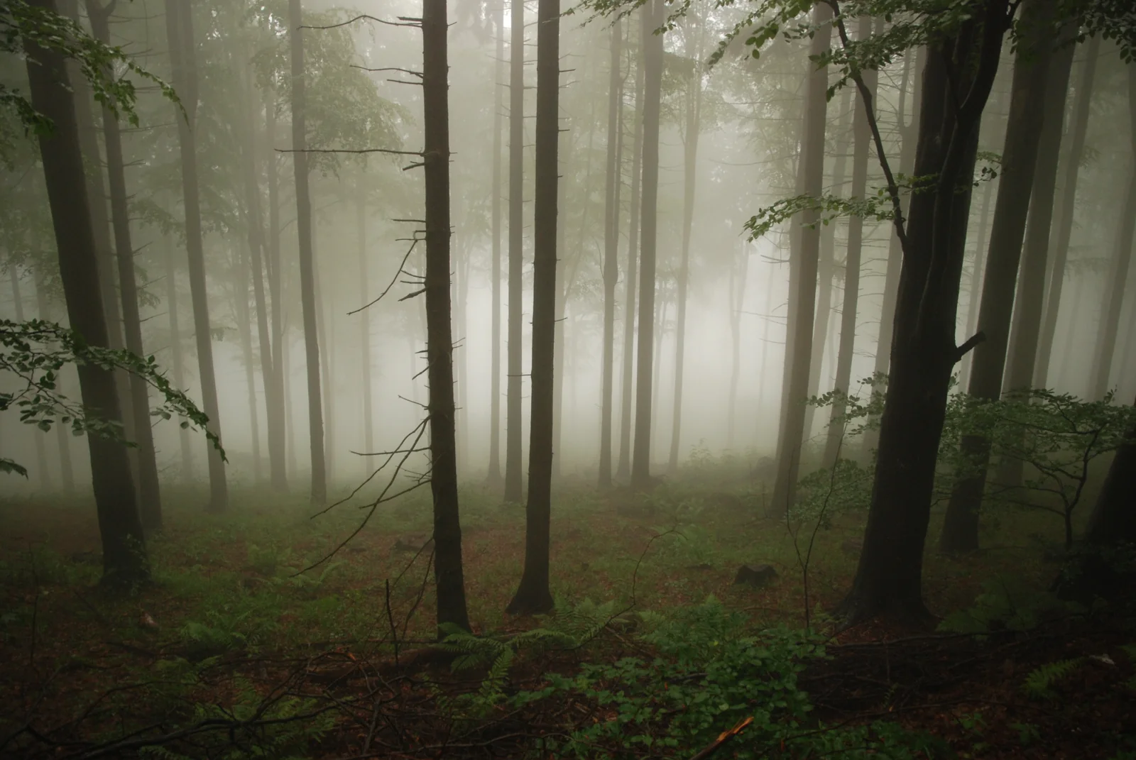 Fotografie Tomasza Ciesielskiego - inspiracje - kadr 11